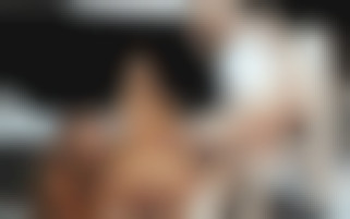 The Bacherolette Party - One Last Affair